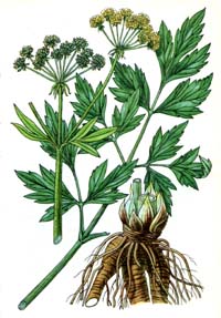 Liečivé bylinky a rastliny - herbár - Ligurček lekársky